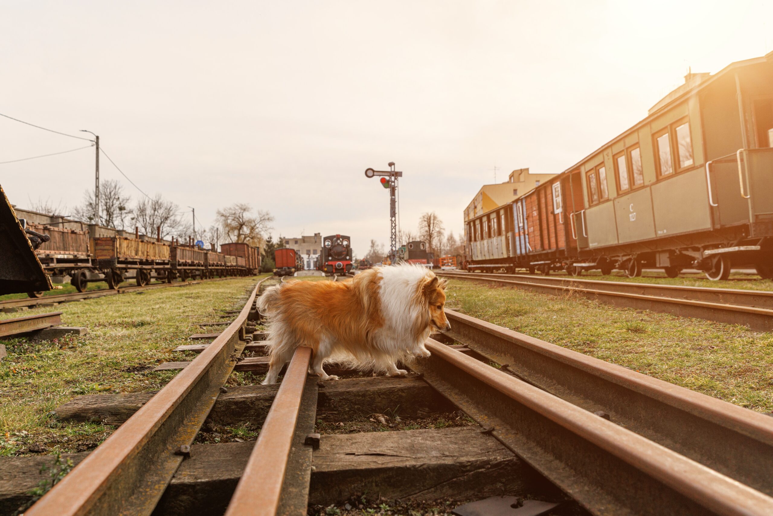 Echt wau - Spürnasen-Krimi im Eisenbahnmuseum
